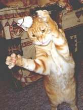 Tiger Trolli fhrt die Krallen aus!