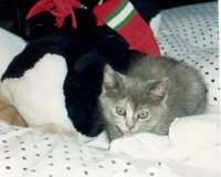 Chipsy mit Spielgefhrten Pinguin