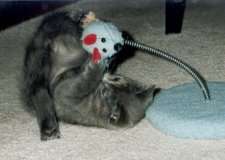 Der Kampf mit der Maus