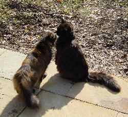 Vladimir und Tripolina