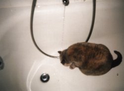 Mimi beim Trinken in der Wanne