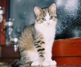 Xena am Fenster sitzend