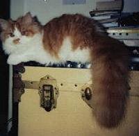 Yassir auf der Truhe